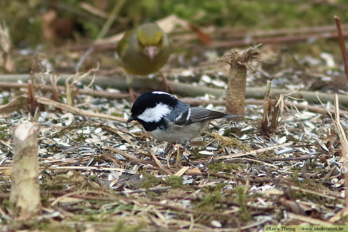 Pilfink, Passer montanus